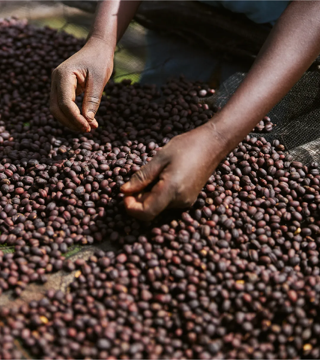 Farmer Sorting Coffee